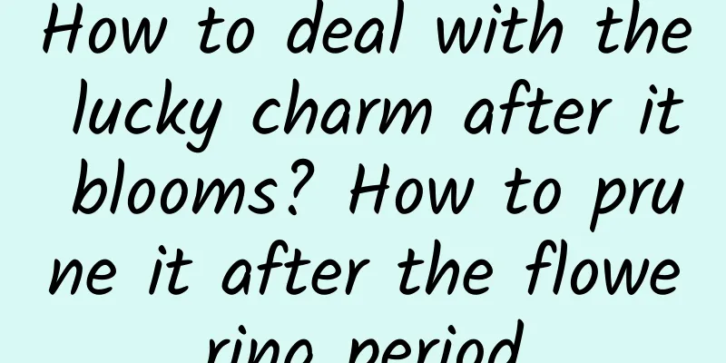 How to deal with the lucky charm after it blooms? How to prune it after the flowering period