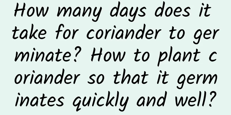How many days does it take for coriander to germinate? How to plant coriander so that it germinates quickly and well?
