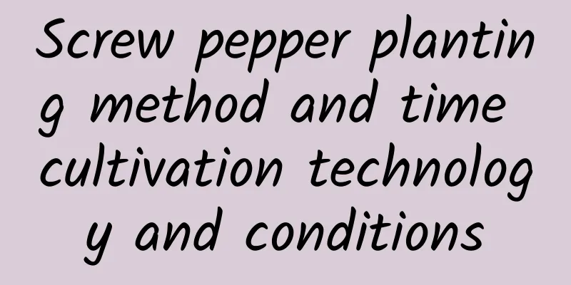 Screw pepper planting method and time cultivation technology and conditions