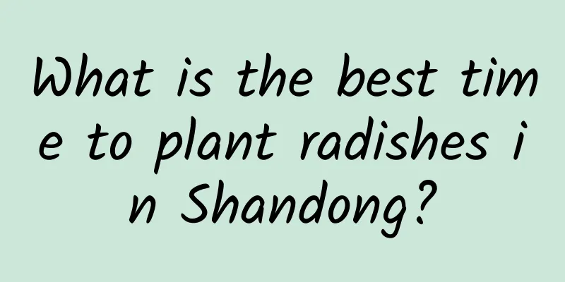 What is the best time to plant radishes in Shandong?