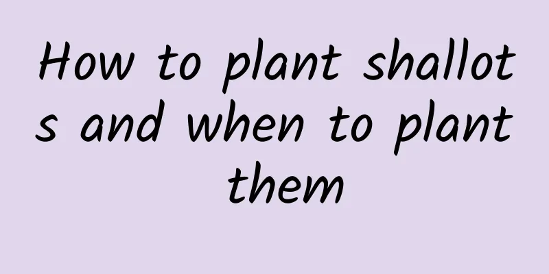 How to plant shallots and when to plant them