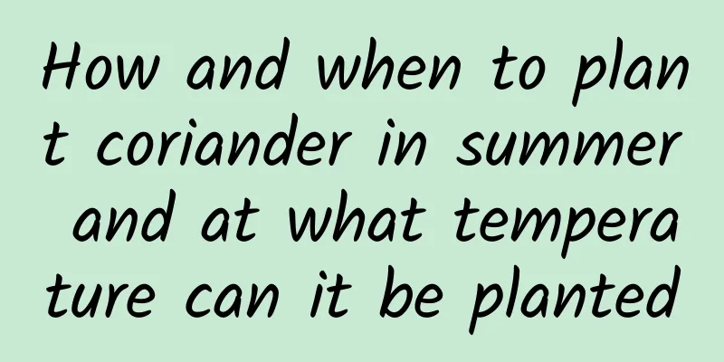 How and when to plant coriander in summer and at what temperature can it be planted