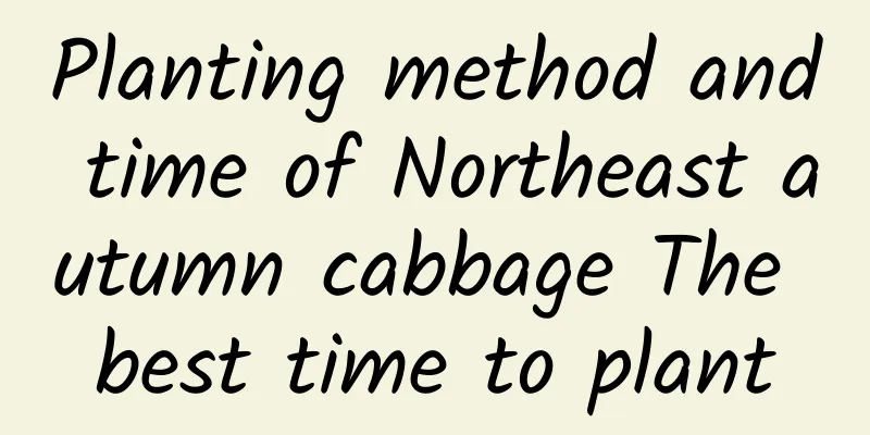 Planting method and time of Northeast autumn cabbage The best time to plant
