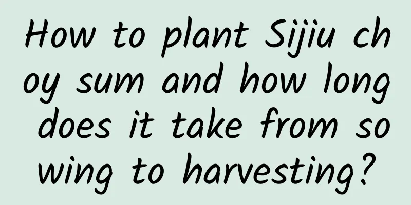 How to plant Sijiu choy sum and how long does it take from sowing to harvesting?