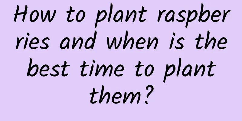 How to plant raspberries and when is the best time to plant them?