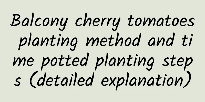 Balcony cherry tomatoes planting method and time potted planting steps (detailed explanation)