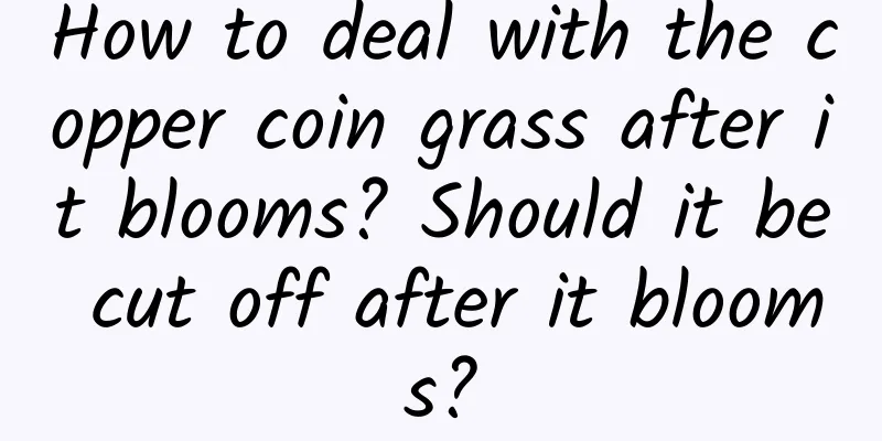 How to deal with the copper coin grass after it blooms? Should it be cut off after it blooms?