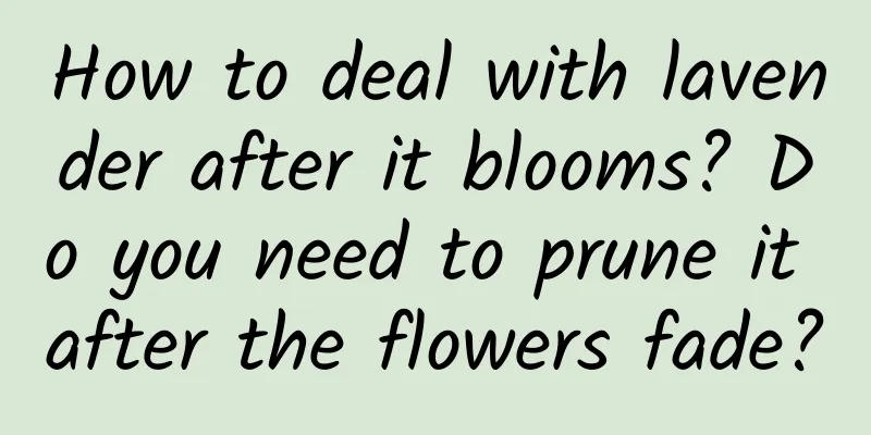 How to deal with lavender after it blooms? Do you need to prune it after the flowers fade?