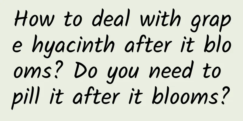 How to deal with grape hyacinth after it blooms? Do you need to pill it after it blooms?