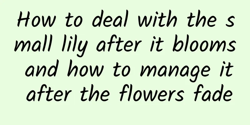 How to deal with the small lily after it blooms and how to manage it after the flowers fade