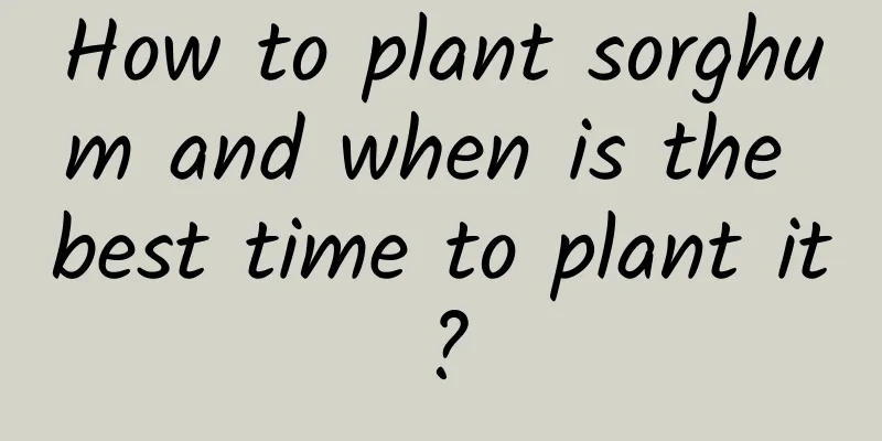 How to plant sorghum and when is the best time to plant it?