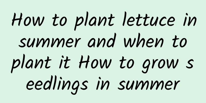 How to plant lettuce in summer and when to plant it How to grow seedlings in summer