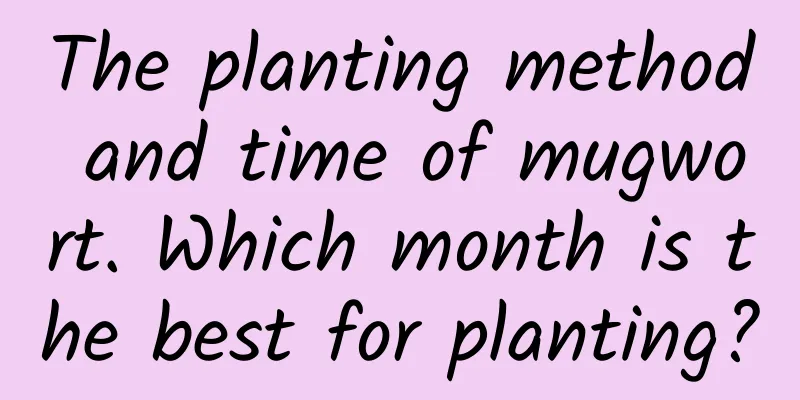 The planting method and time of mugwort. Which month is the best for planting?