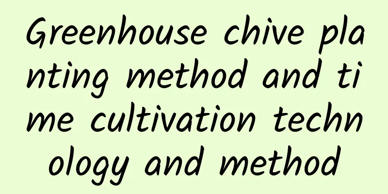 Greenhouse chive planting method and time cultivation technology and method
