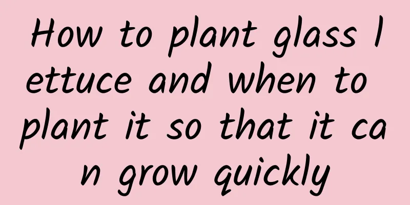 How to plant glass lettuce and when to plant it so that it can grow quickly