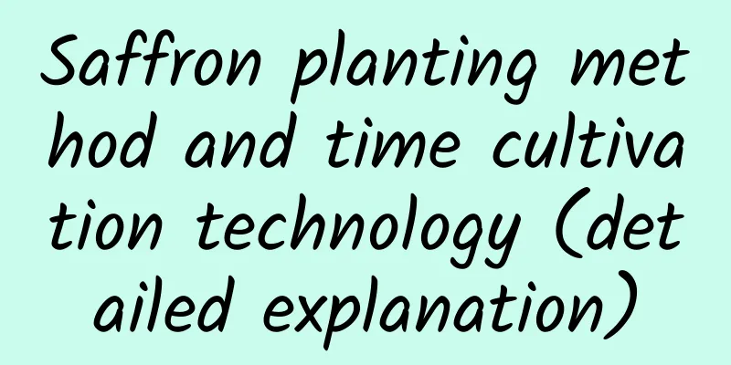 Saffron planting method and time cultivation technology (detailed explanation)