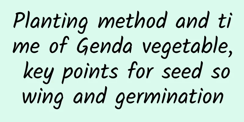 Planting method and time of Genda vegetable, key points for seed sowing and germination