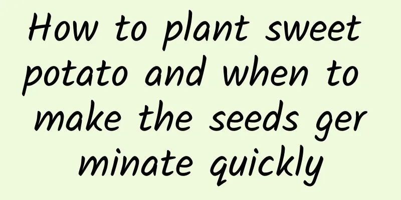 How to plant sweet potato and when to make the seeds germinate quickly