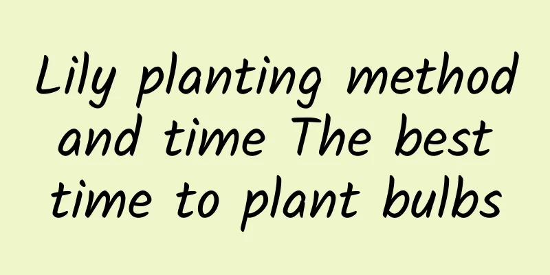 Lily planting method and time The best time to plant bulbs
