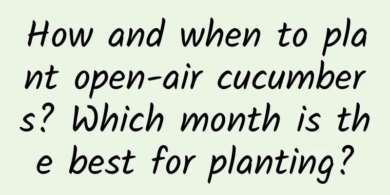 How and when to plant open-air cucumbers? Which month is the best for planting?