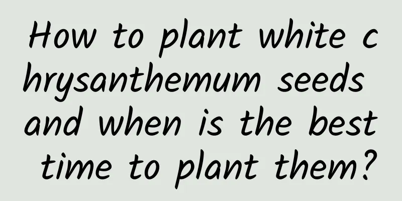 How to plant white chrysanthemum seeds and when is the best time to plant them?