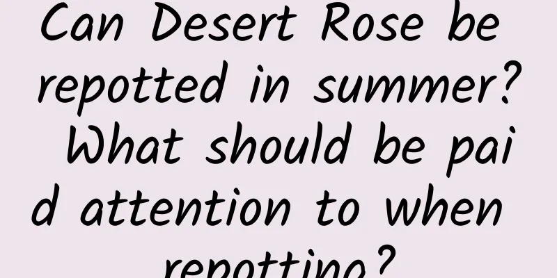 Can Desert Rose be repotted in summer? What should be paid attention to when repotting?