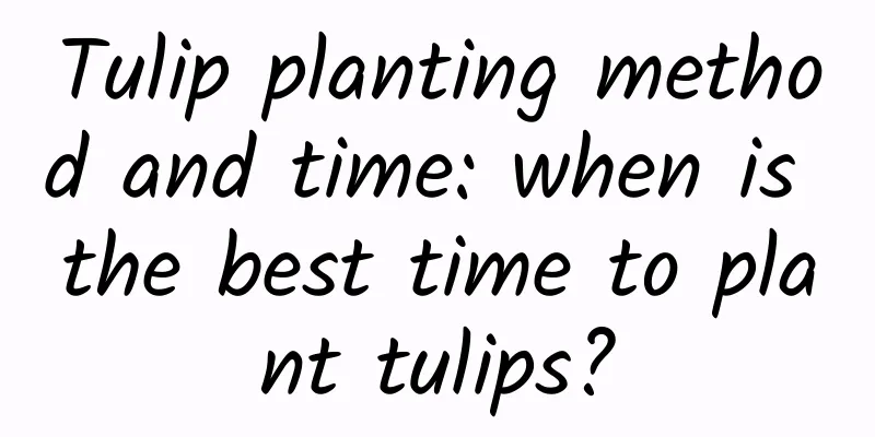 Tulip planting method and time: when is the best time to plant tulips?
