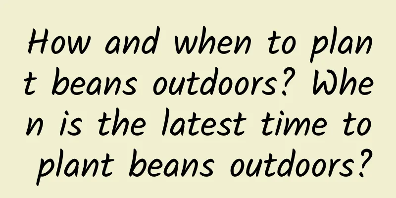 How and when to plant beans outdoors? When is the latest time to plant beans outdoors?