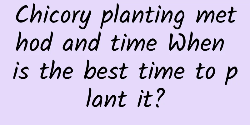 Chicory planting method and time When is the best time to plant it?