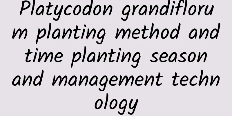 Platycodon grandiflorum planting method and time planting season and management technology
