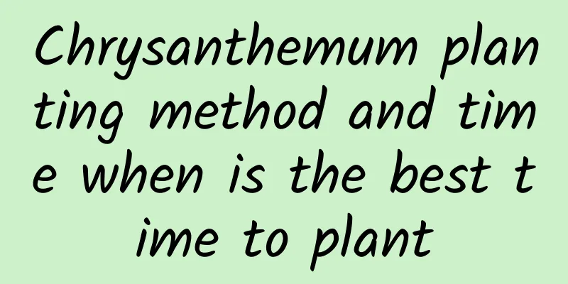 Chrysanthemum planting method and time when is the best time to plant