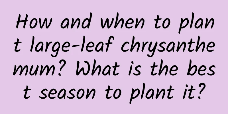 How and when to plant large-leaf chrysanthemum? What is the best season to plant it?