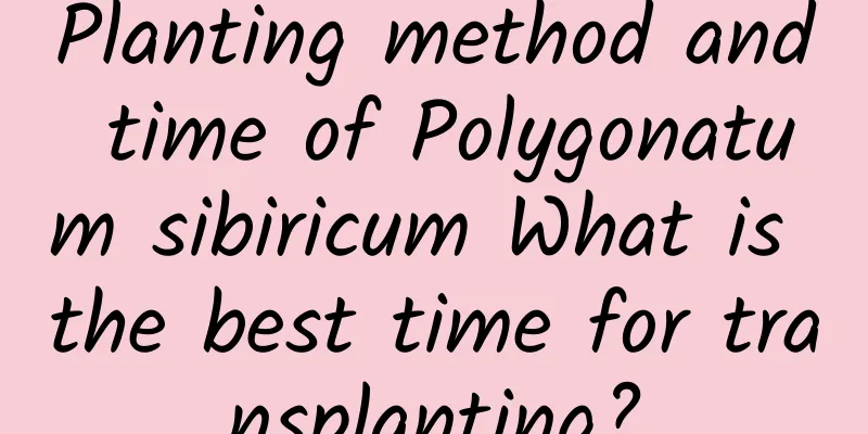 Planting method and time of Polygonatum sibiricum What is the best time for transplanting?