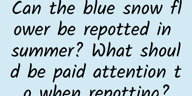 Can the blue snow flower be repotted in summer? What should be paid attention to when repotting?