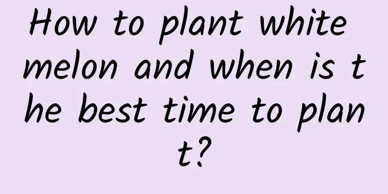 How to plant white melon and when is the best time to plant?