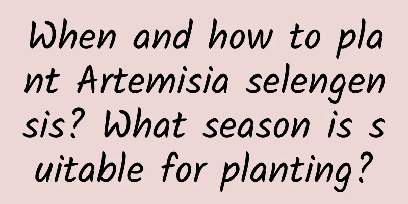 When and how to plant Artemisia selengensis? What season is suitable for planting?