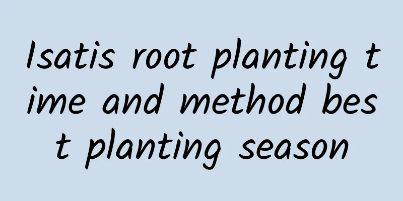 Isatis root planting time and method best planting season