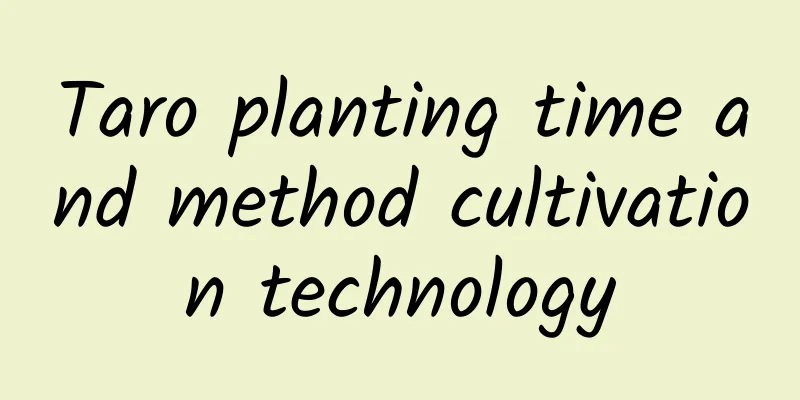 Taro planting time and method cultivation technology