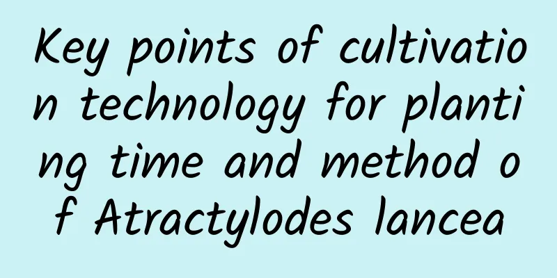 Key points of cultivation technology for planting time and method of Atractylodes lancea