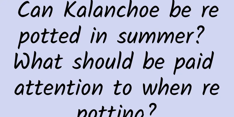 Can Kalanchoe be repotted in summer? What should be paid attention to when repotting?