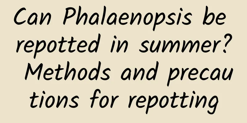Can Phalaenopsis be repotted in summer? Methods and precautions for repotting