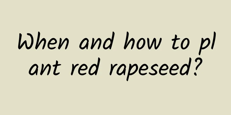 When and how to plant red rapeseed?