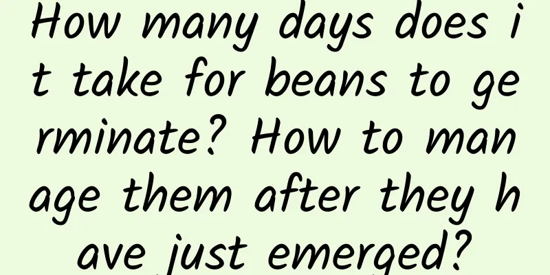 How many days does it take for beans to germinate? How to manage them after they have just emerged?