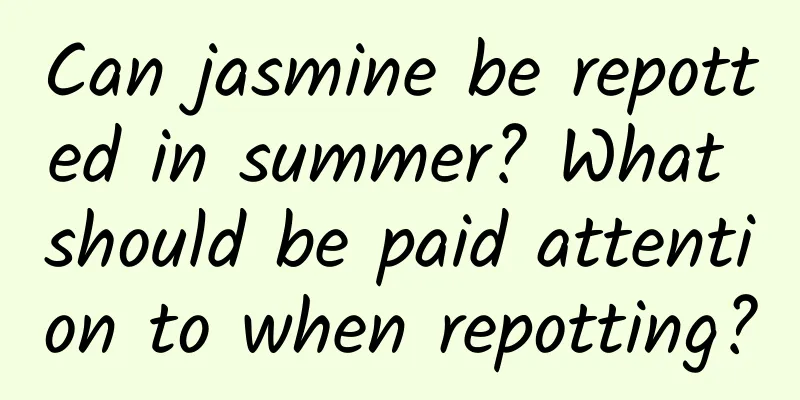 Can jasmine be repotted in summer? What should be paid attention to when repotting?