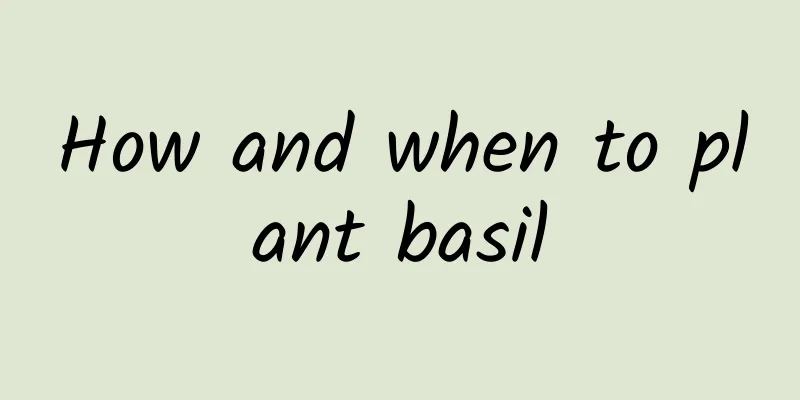 How and when to plant basil