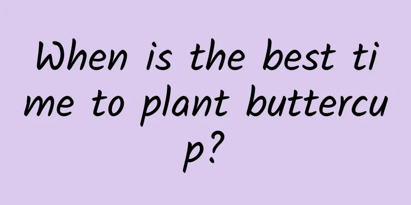 When is the best time to plant buttercup?