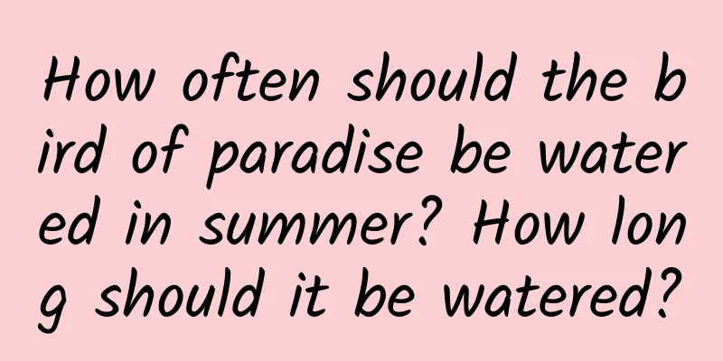 How often should the bird of paradise be watered in summer? How long should it be watered?