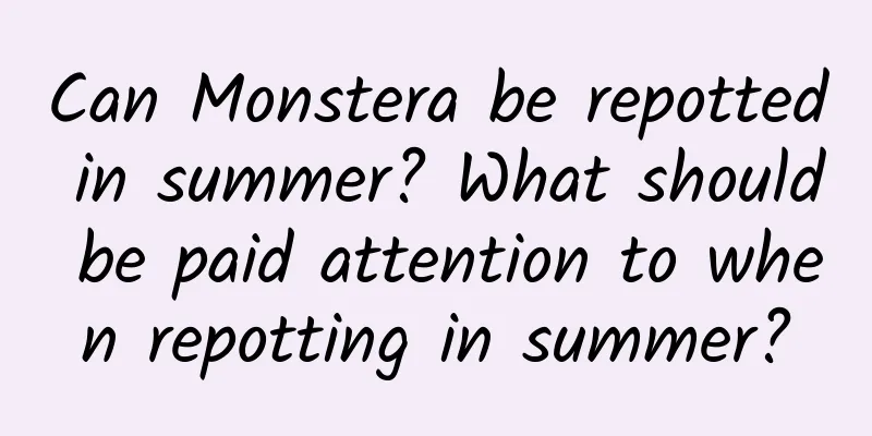Can Monstera be repotted in summer? What should be paid attention to when repotting in summer?