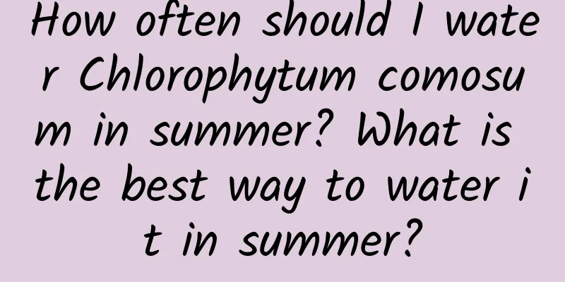 How often should I water Chlorophytum comosum in summer? What is the best way to water it in summer?