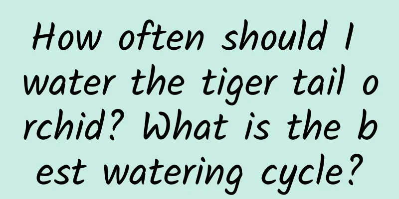 How often should I water the tiger tail orchid? What is the best watering cycle?